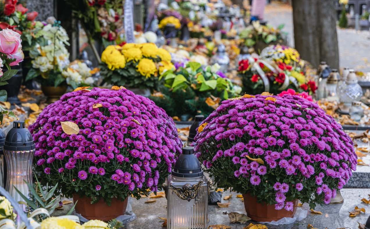 Dodaję kilka kropel do wody, by przedłużyć świeżość kwiatów na grobach. Prosty trik na Wszystkich Świętych