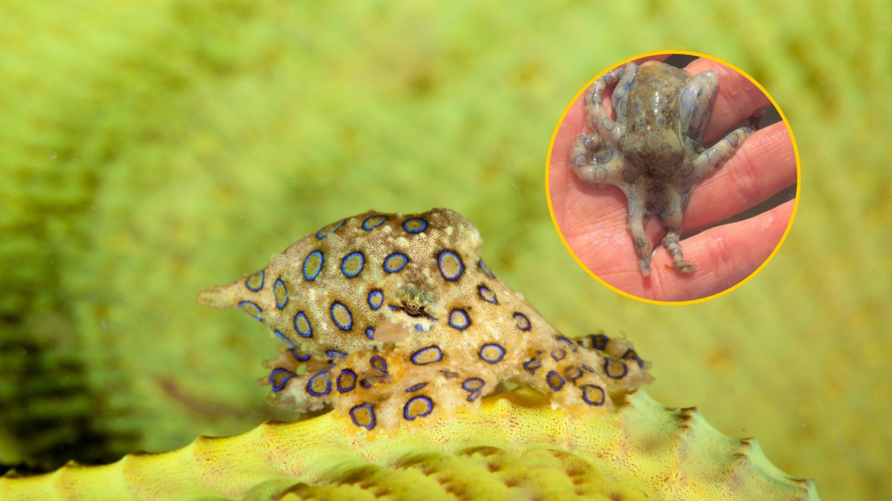 Myślał, iż nagrywa malutką ośmiornicę. Był chwilę od śmierci