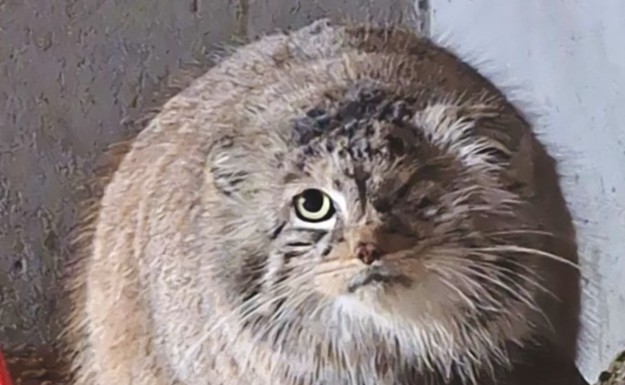 Bożenka odnaleziona! Zoo w Poznaniu przekazało nowe wieści. Wiadomo, gdzie przebywała