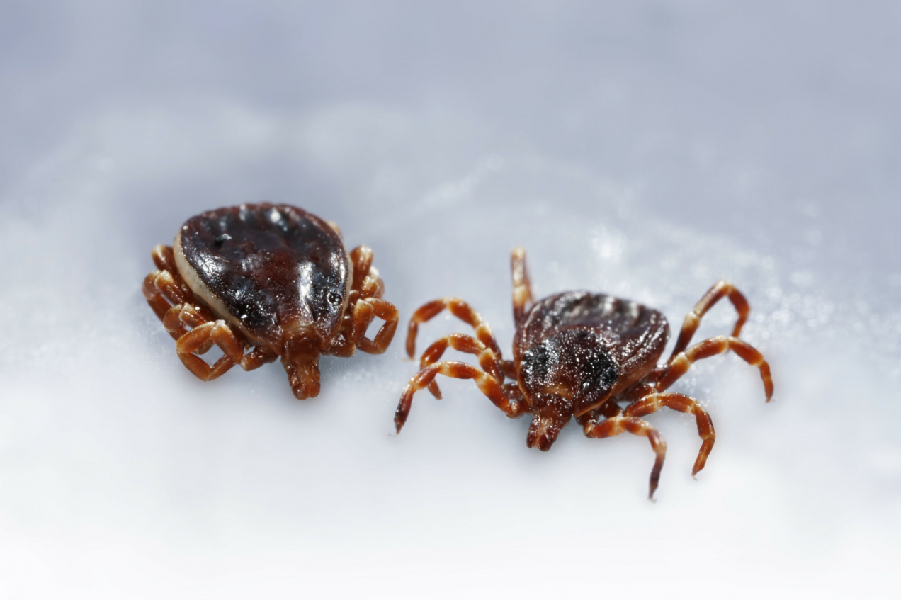 „Afrykański” kleszcz wędrowny w Polsce. Czym różni się od pospolitego?
