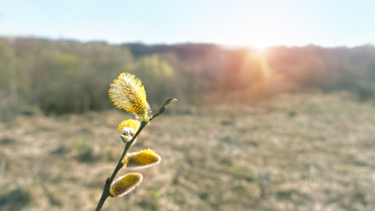 Trzy daty wiosny. Kiedy wpada astronomiczna, meteorologiczna i kalendarzowa?