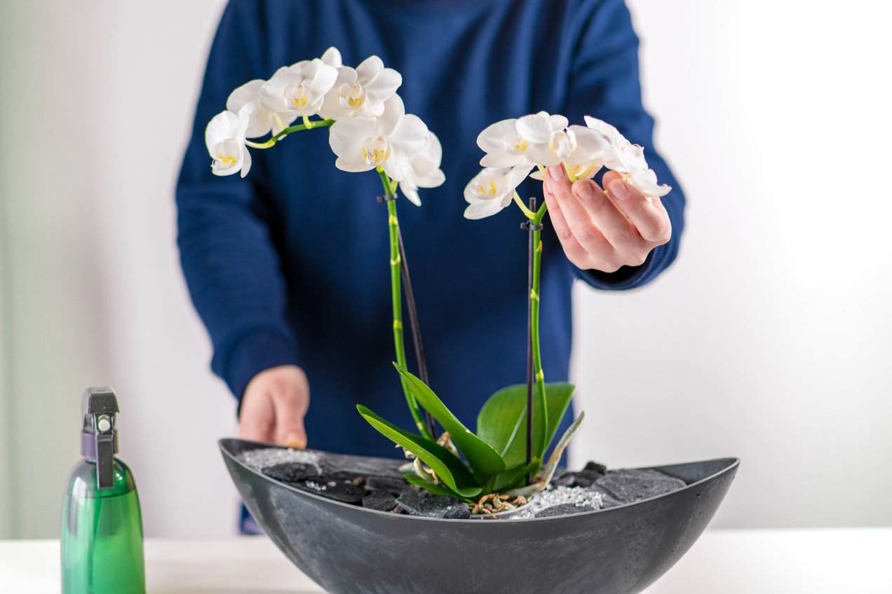Dodaj kilka kropel tego syropu. Storczyk wypuści dziesiątki pąków!