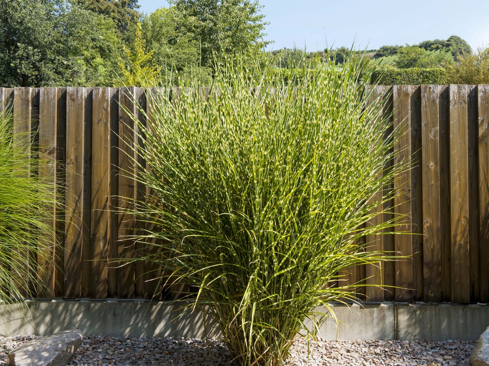 Najpiękniejsze trawy na balkon. Ten zielony parawan ochroni cię przed okiem sąsiada