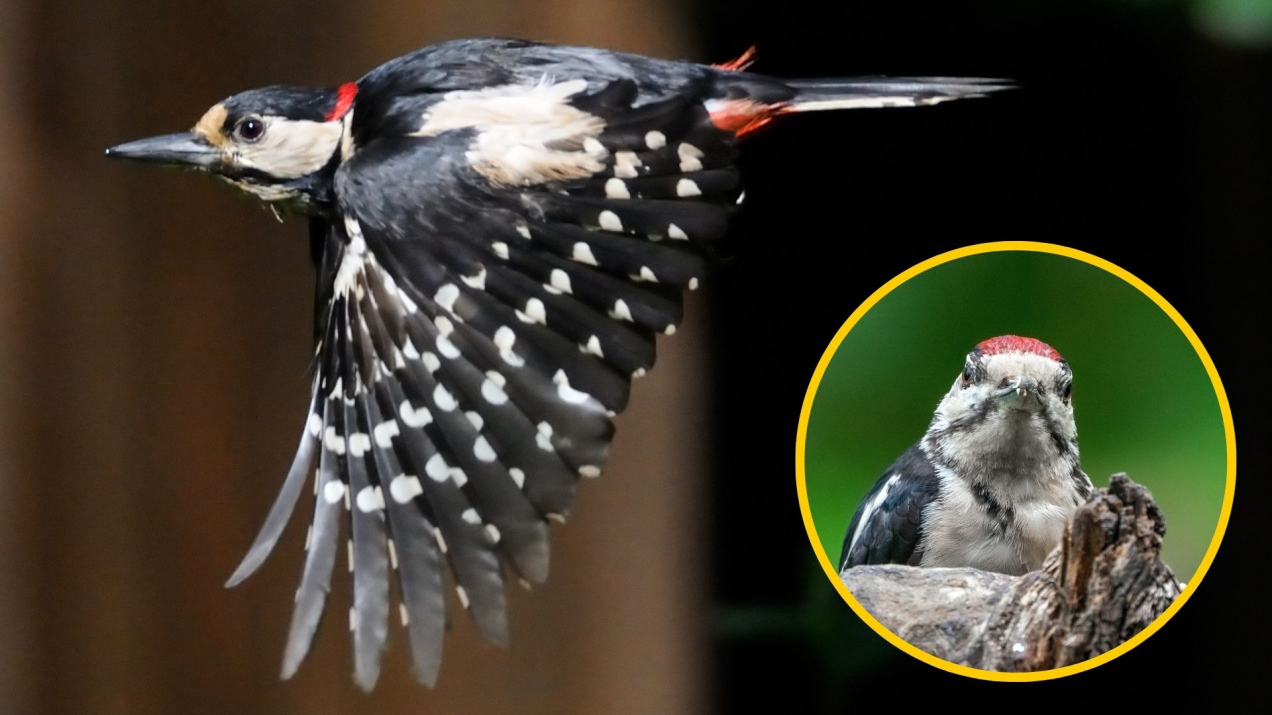Co oznacza zobaczenie dzięcioła w pobliżu domu? Wiadomo, co zwiastuje jego pukanie