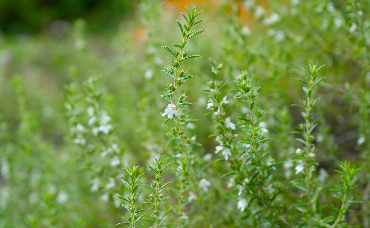 Kiedyś była w każdej kuchni, dziś prawie nikt jej nie używa. Oto przyprawa idealna na chłodne dni
