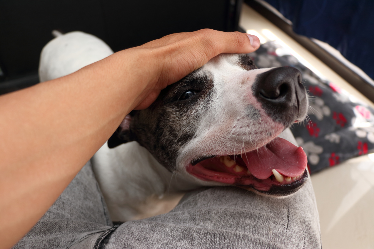 Ten jeden gest wobec psa lub kota zdradza całą prawdę o twoim charakterze! Psychologia wyjaśnia