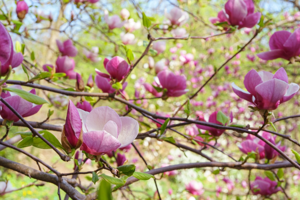 Zachwycają nie tylko wyglądem, ale i smakiem! Czy kwiaty magnolii są jadalne?