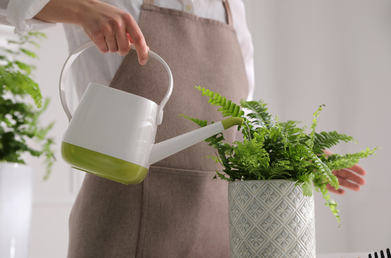 Podlewam tym paprotkę. Sekret pięknych liści