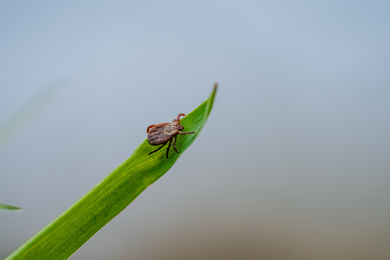 Zaczęły żerować szybciej. Oto jak ochronić się przed kleszczami