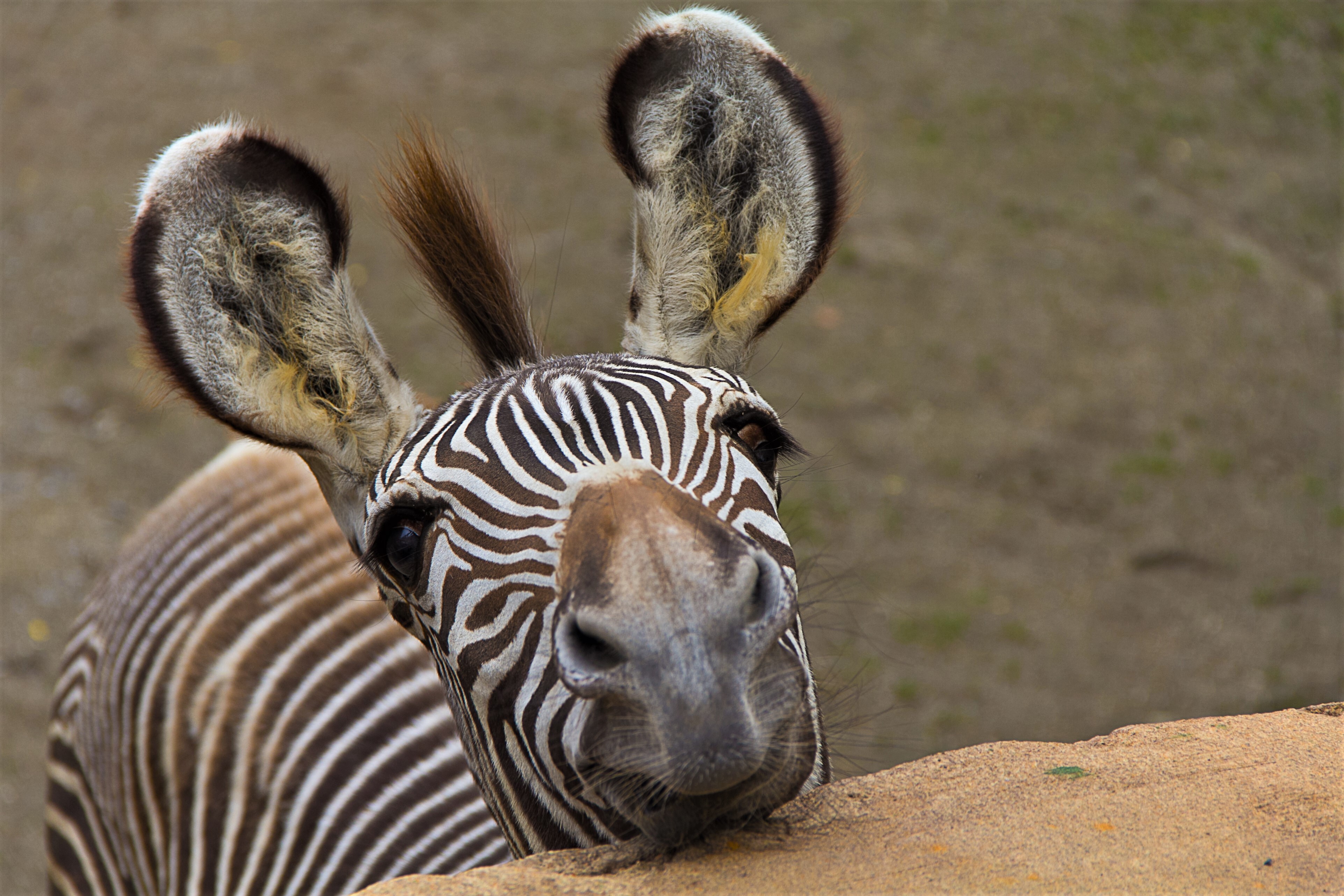 Zebra jest czarna w biae paski czy odwrotnie? fot. shutterstock