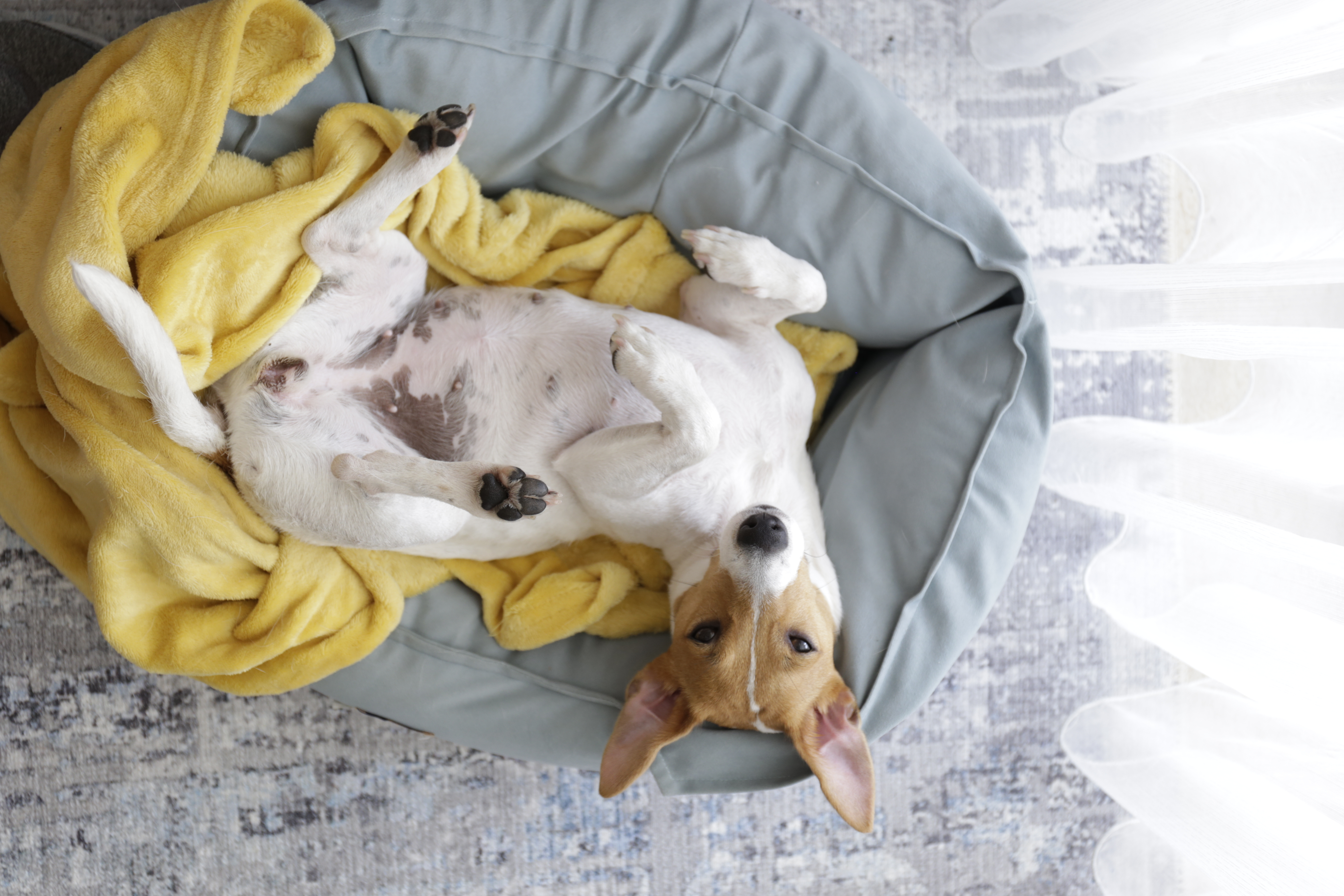 Co oznacza, gdy pies śpi na plecach?