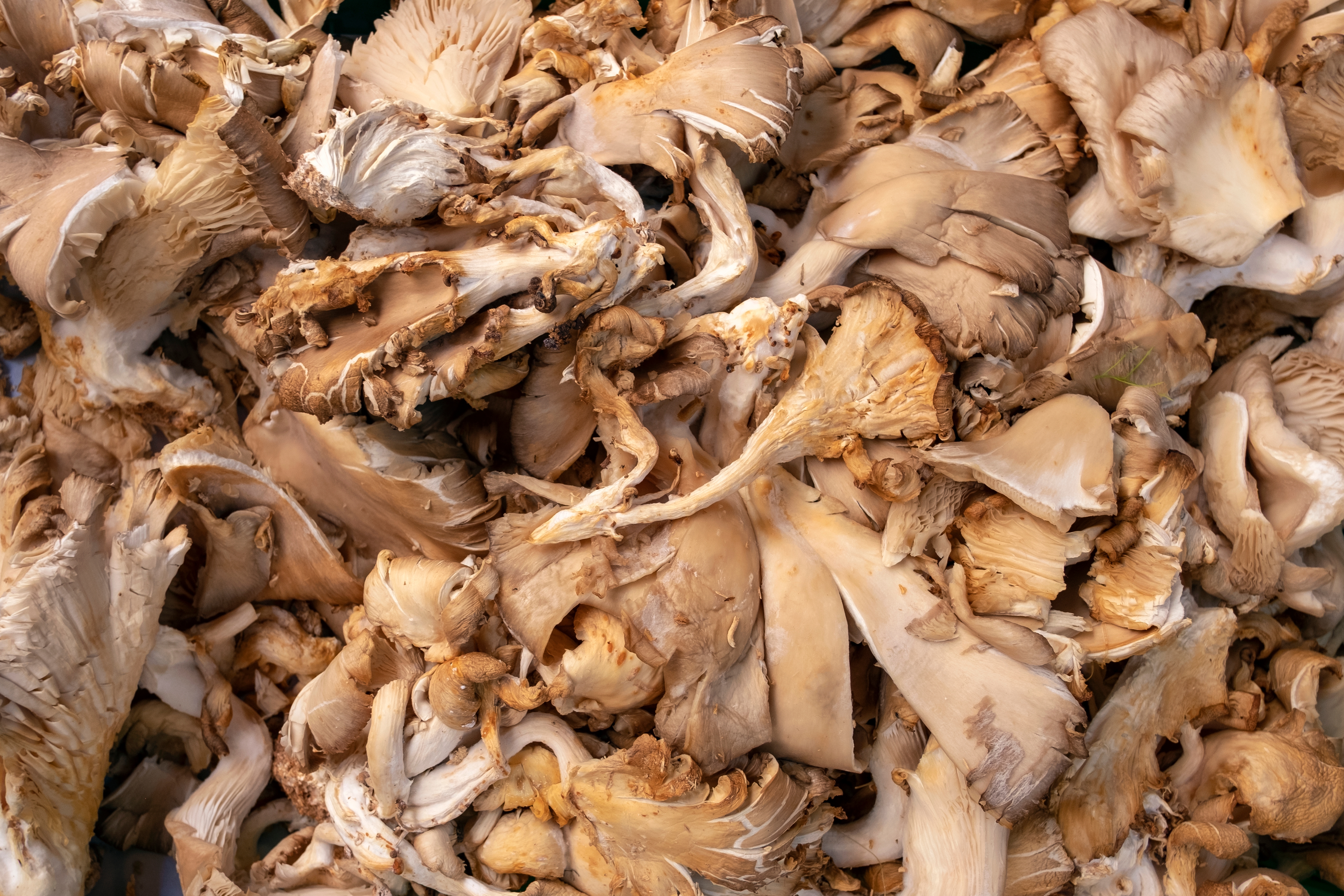 boczniaki - jak przygotować