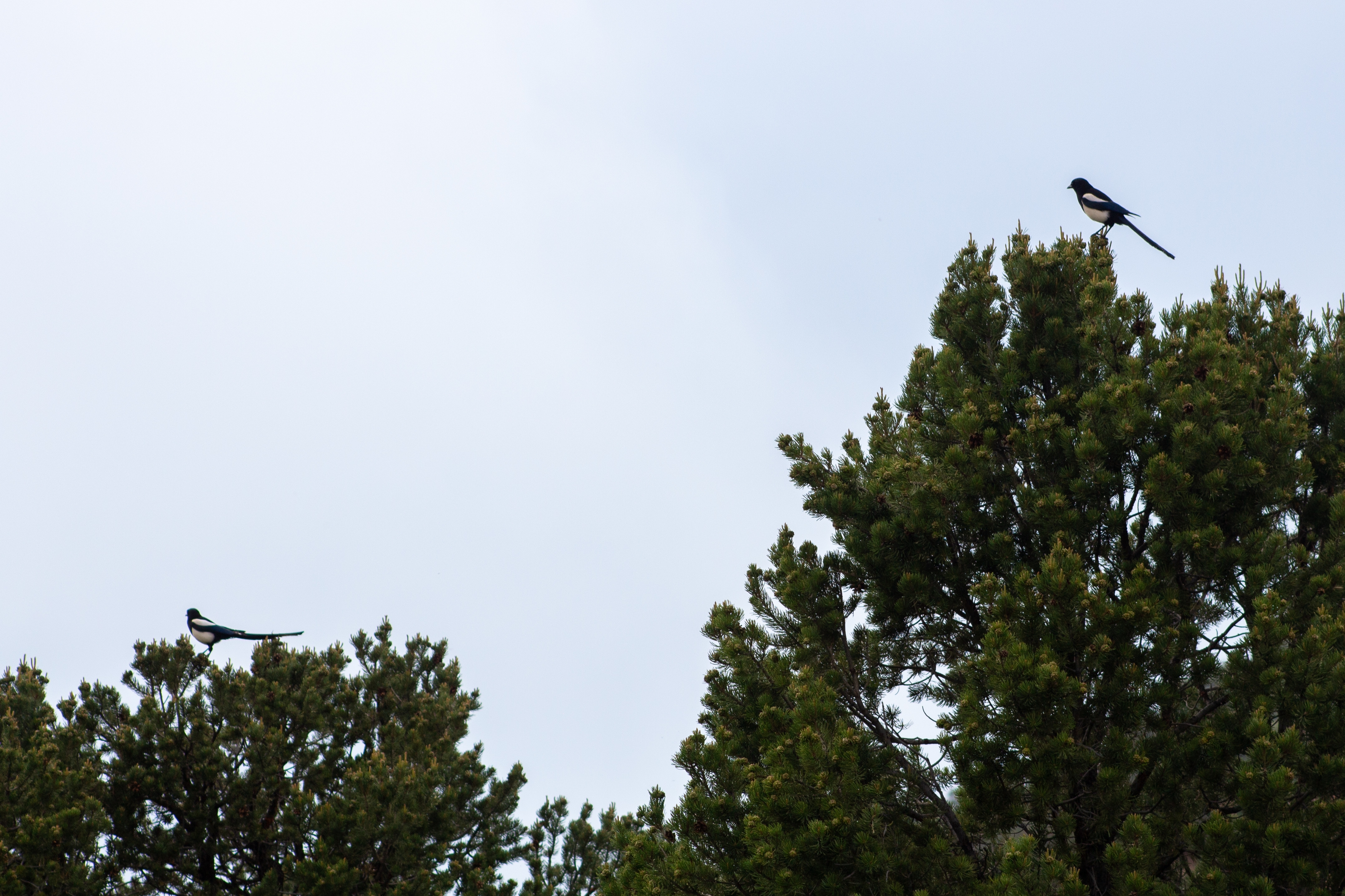 Dlaczego sroka siada na czubku drzewa?