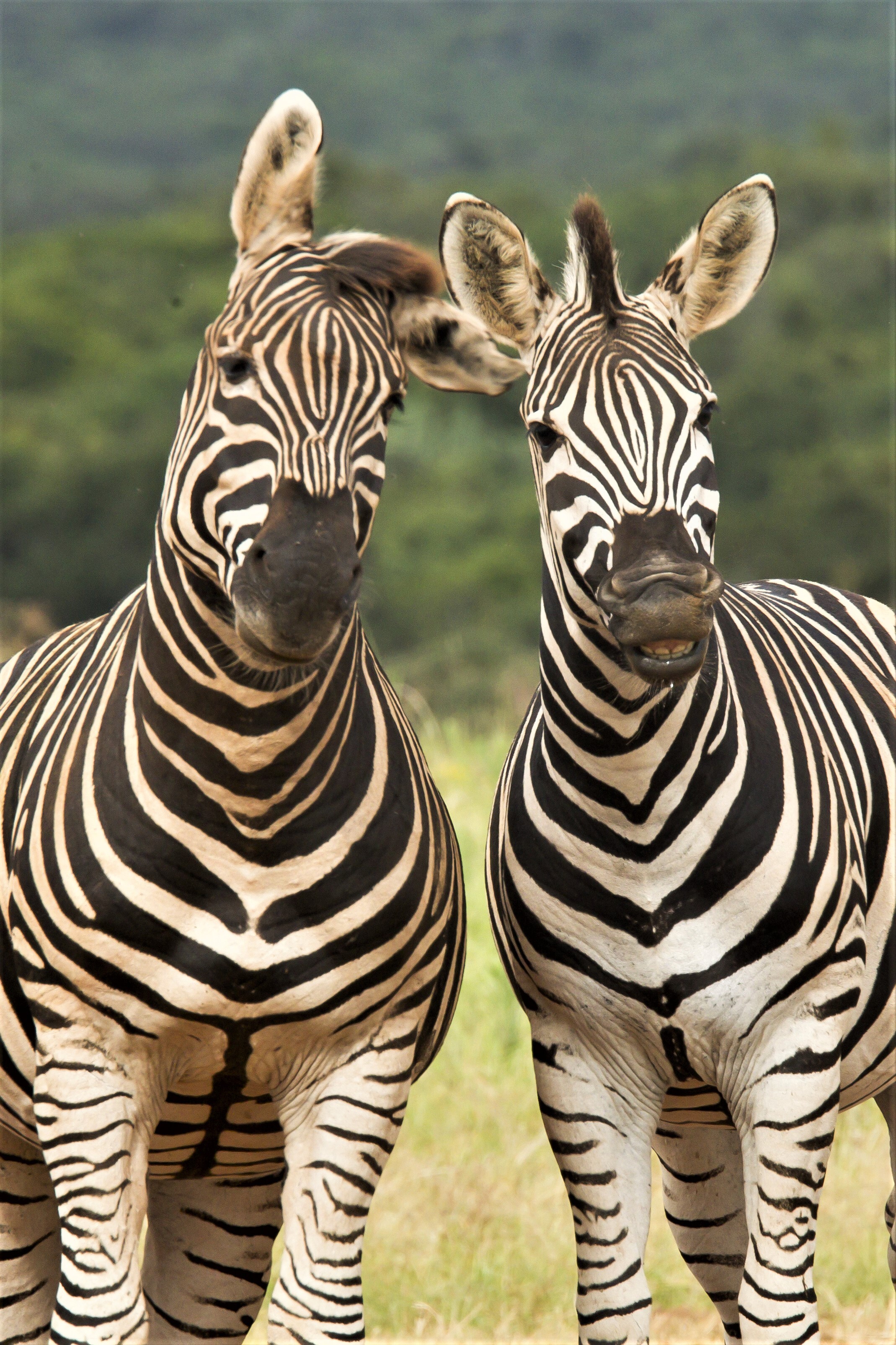 Dlaczego zebra ma paski? fot. shutterstock